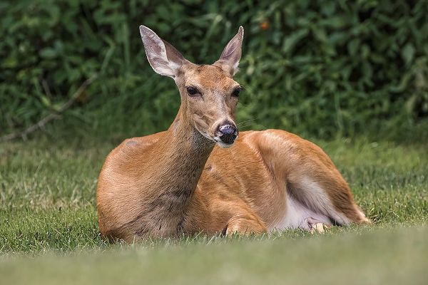 Jones, Adam 아티스트의 White-tailed deer lying down resting-Kentucky작품입니다.